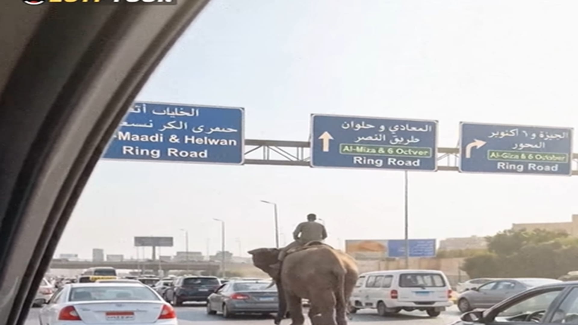 زحام مروري بسبب "فيل صلاح سالم" في مصر.. ما حقيقة فيديو الرائج؟
