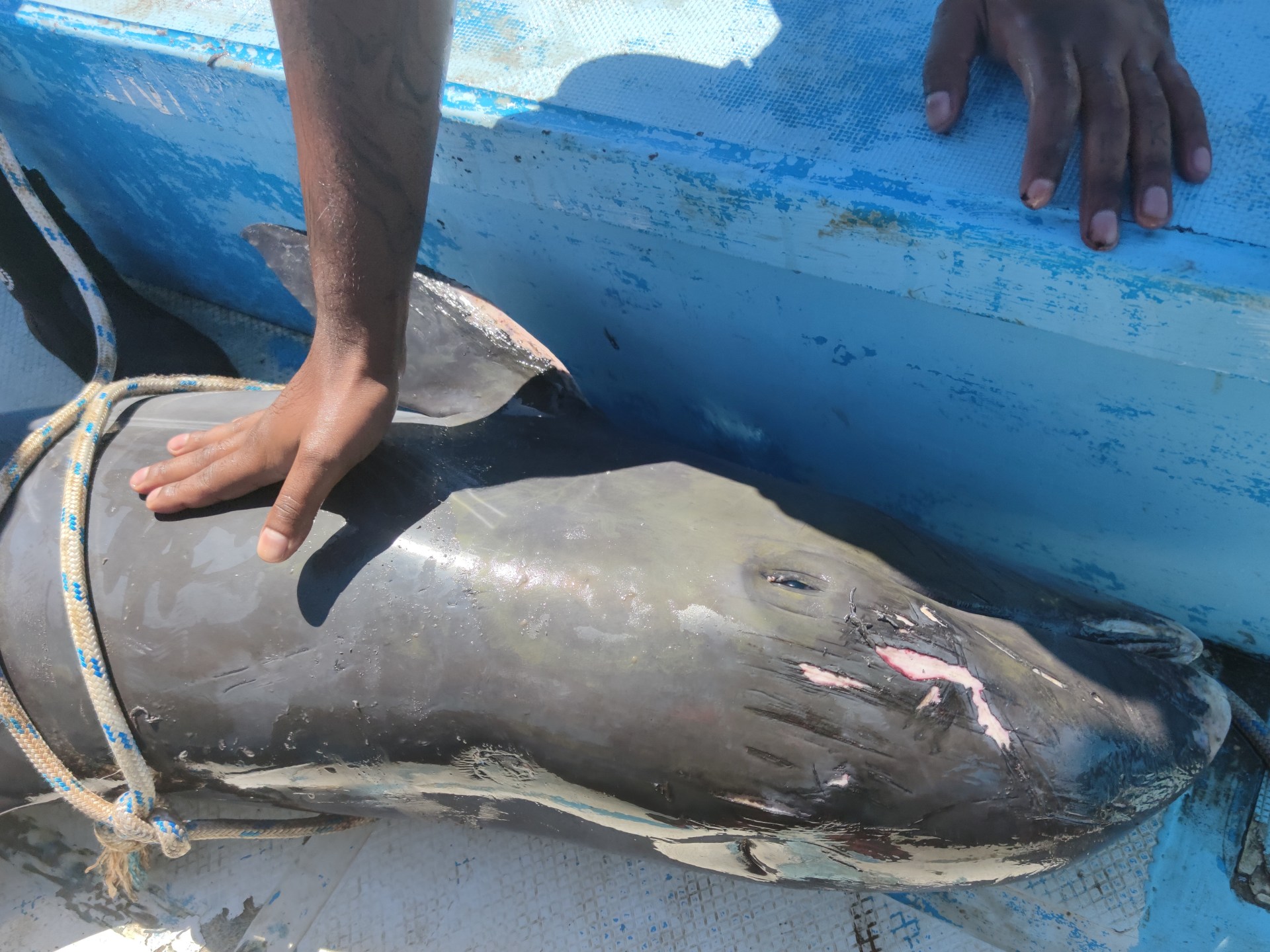 اصطياد دولفين بالعراق.. ما علاقة ذلك بمياه الخليج العربي؟