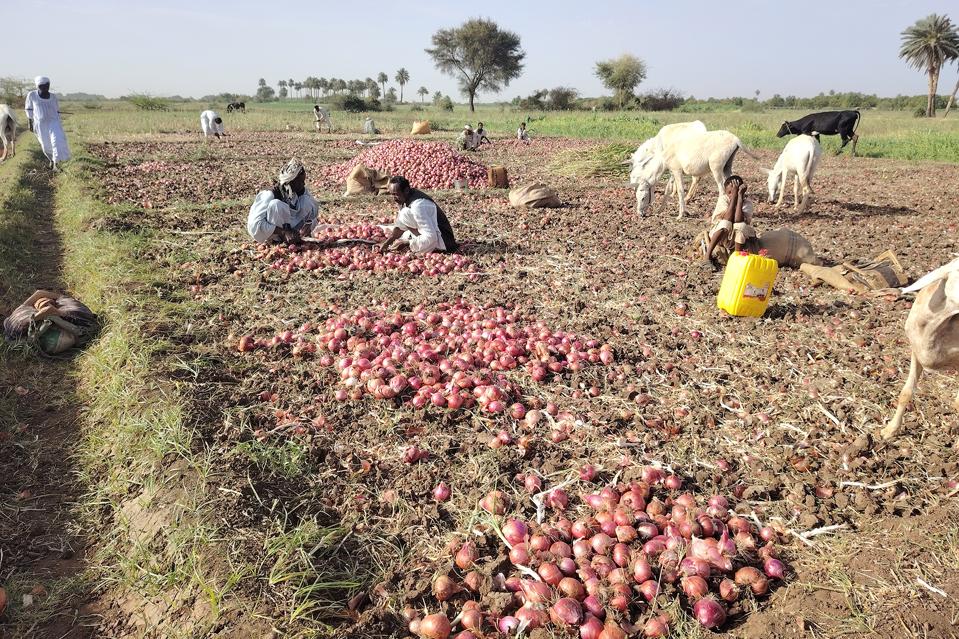 من هرمز إلى القضارف.. كيف تهدد الحرب موسم الزراعة الصيفية بالسودان؟