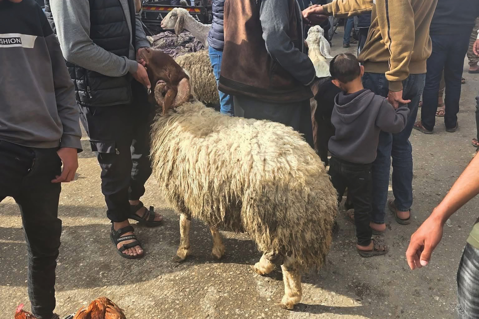 "خروف بـ7 آلاف دولار".. غزة تدخل عيدا مثقلا بالحرب والغلاء