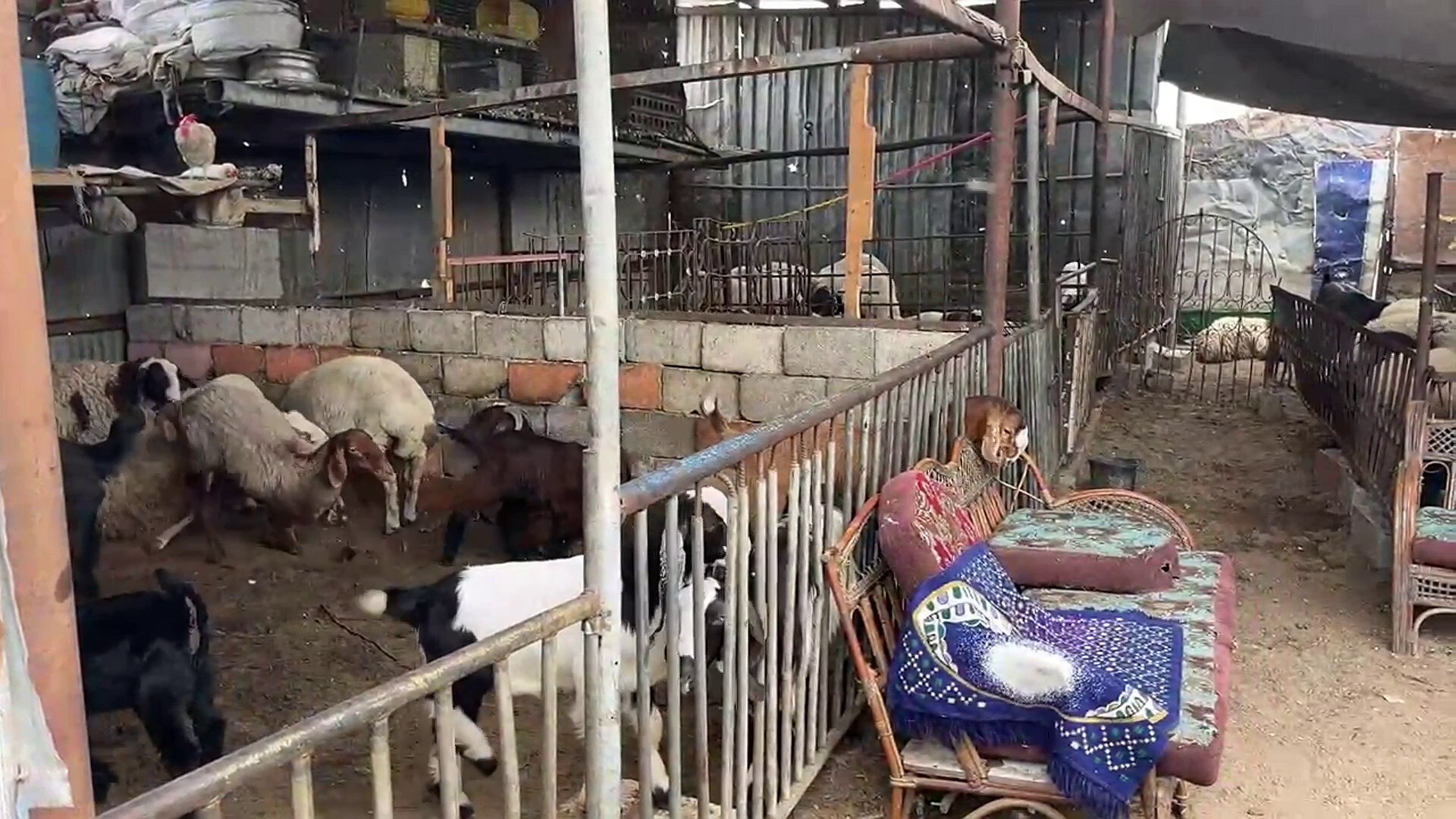 أسواق خاوية للعام الثالث.. أسعار الأضاحي بغزة تتجاوز 5 آلاف دولار