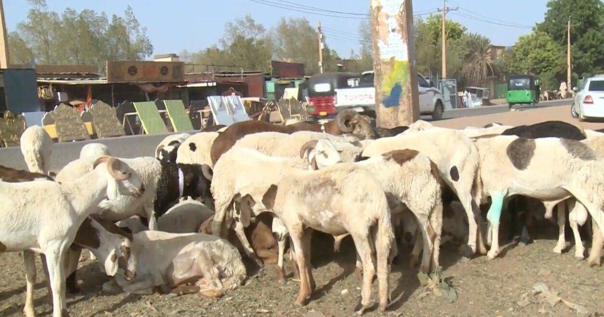 الأضاحي تشتعل في السودان.. سعر الخروف يتجاوز راتب موظف