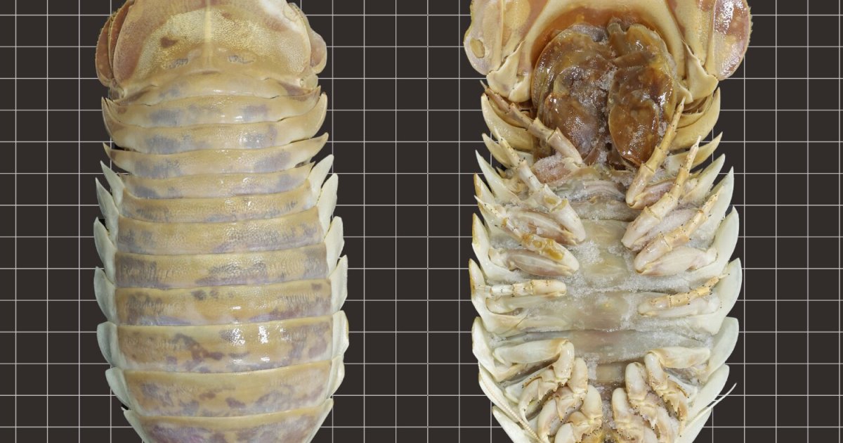 قمل البحر.. عملاق الأعماق الذي يأكل مرة ويصوم 5 سنوات