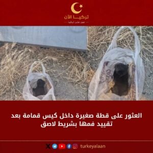 العثور على قطة صغيرة داخل كيس قمامة بعد تقييد فمها بشريط لاصق